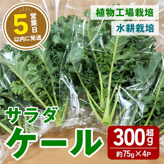 【ふるさと納税】【農薬不使用】水耕栽培 ( 植物工場栽培 ) サラダケール (冷蔵) 計300g以上 (約75g×4P) ｜ ケール サラダケール 野菜 ベジタブル 水耕栽培 冷蔵 フレッシュ サラダ 農薬不使用 すぐ 届く スピード発送