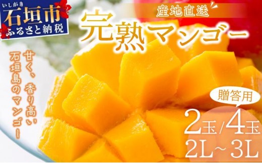 
                  ＜期間限定 春フェア＞ 【2026年6月末から順次発送】選べる数量 2～3玉(約1kg)/3～6玉(約2kg)  2L～3L マンゴー 【 産地直送 旬 フルーツ 新鮮 完熟 マンゴー 石垣 沖縄 】
                