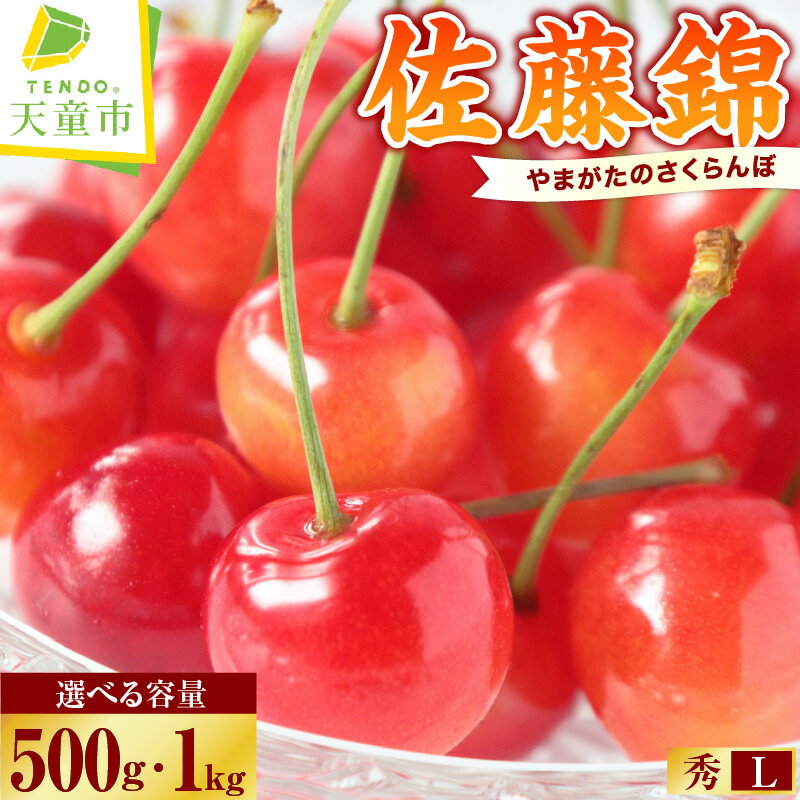 【ふるさと納税】 さくらんぼ ( 佐藤錦 ) 選べる 500g / 1kg (500g×2) 秀 L以上 バラ 山形 先行予約 令和8年産 2026年産 チェリー サクランボ フルーツ 果物 くだもの 旬 数量限定 冷蔵 のし 贈答 ギフト プレゼント お取り寄せ 産地直送 送料無料 【 山形県 天童市 】