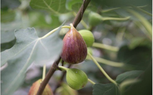 【数量限定】天然の地熱で旨味を凝縮！南小国産ドライイチジク