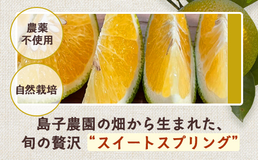 【先行予約】【数量限定】鹿児島県南大隅町産 スイートスプリング 約10kg【2025年12月中旬以降順次発送】 SK-11 | 柑橘 フルーツ 国産 果物 みかん 期間限定 数量限定 産地直送 もぎた