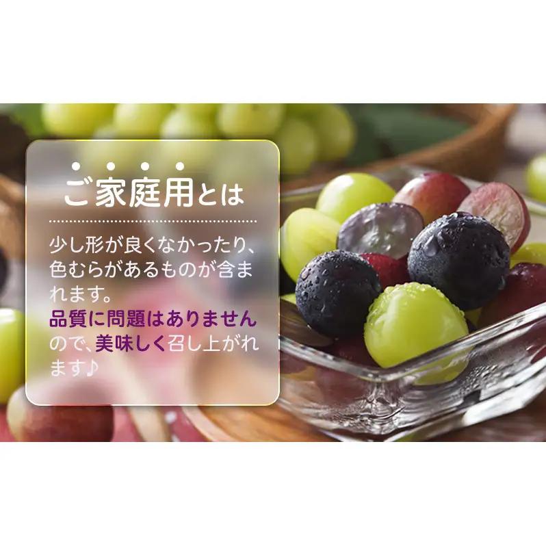 2026年 ぶどう 訳あり よくばり定期便 9月と10月の2回コース 総計 4kg 【1回目ニューピオーネ 2kg 9月中旬発送】 【2回目シャインマスカット 2kg 10月中旬発送】 岡山県高梁市産