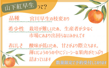 【先行予約】秀品 「紅娘」 温州 みかん 山下紅早生 10kg 【S~2Lサイズおまかせ】【2026年11月下旬～2026年12月中旬までに順次発送】＜味好農園＞ /温州みかん みかん 蜜柑 柑橘 山