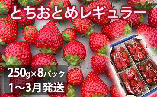 
            【1～3月発送】いちご とちおとめレギュラー 250g×8パック 苺 イチゴ とちおとめ 選べる 発送月 発送回数 個数 いちご「とちおとめ」風早いちご園 有名ホテル使用 厳選 フルーツ 果物 季節限定 甘い 濃厚 ジューシー 新鮮 2箱 送料無料 ギフト 贈答 茨城県 鉾田市 野菜王国 予約受付
          
