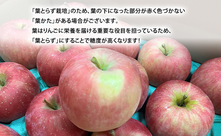 【平均糖度12度以上】10月発送 家庭用 訳あり 早生ふじ 約 3kg りんご リンゴ 林檎 果物 フルーツ わけあり 青森