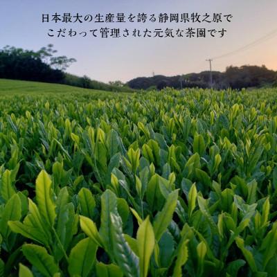 ふるさと納税 牧之原市 牧之原産 おいしい深蒸し茶ティーバッグ「富士美人」5袋セット |  | 03