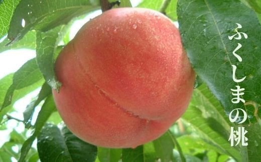 【ふるさと納税】No.2242もも「あかつき」約2kg【2025年発送】