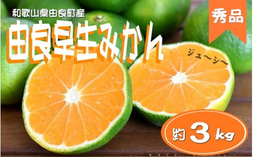 
                  ≪秀品≫和歌山由良町産 由良早生みかん 約3kg サイズおまかせ(Ｌ～2Ｓ) いずれかお届け【sml107C】
                