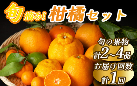 旬の柑橘セット　【 柑橘 】