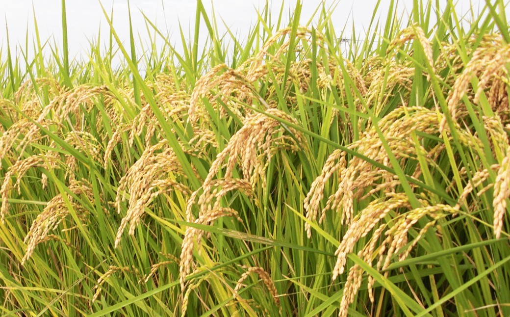 令和7年産熊本県益城町産単一原料米ヒノヒカリ5kg（5kg×1袋）