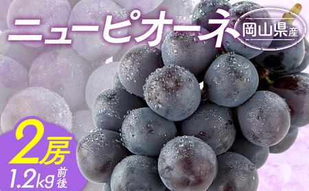 ぶどう ニュー ピオーネ 2房 合計1.2kg前後 ｜ ピオーネ