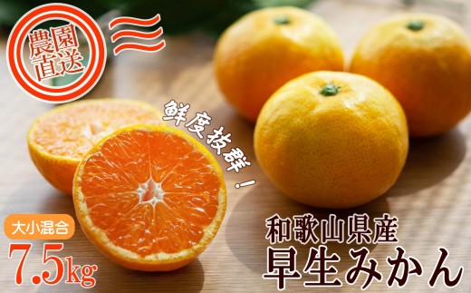 【早生みかん】みかん 7.5kg 家庭用 大小混合 和歌山県海南市産 産地直送