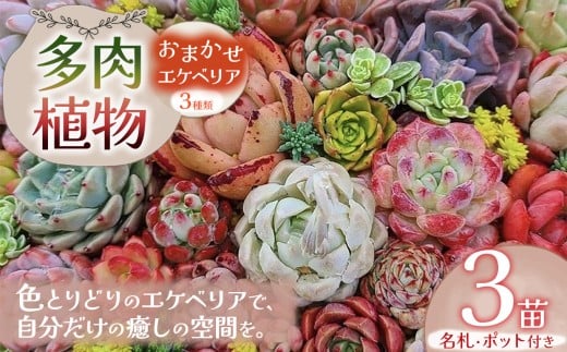 多肉植物 名札付 おまかせ エケベリア 3苗（ポット付）| 選べる容量 多肉 植物 国産苗 抜き苗 初心者向け 育てやすい 観葉植物 インテリア プレゼント ギフト おしゃれ 彩り グラデーション 丈夫 簡単ケア おうち時間 癒し 栃木県 下野市