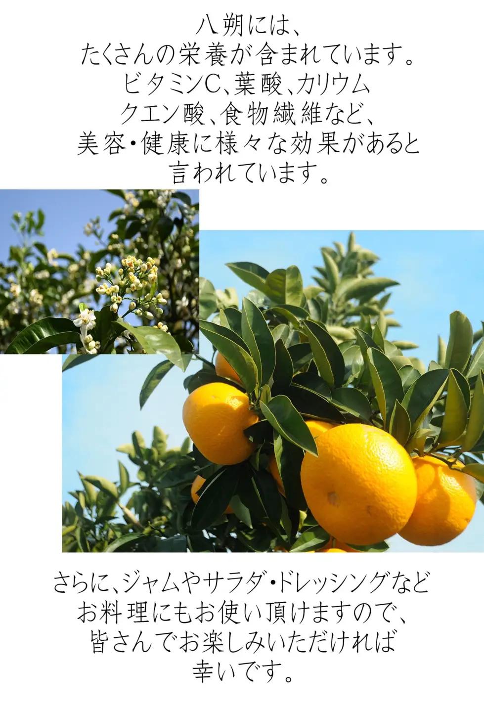 木成りはっさく 10kg 赤秀 和歌山木成りはっさく