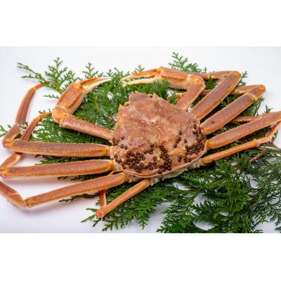 ふるさと納税 鳥取市 【竹】極選松葉ガニ (ボイル) 600g級 ブランドタグ付(さんチョク)