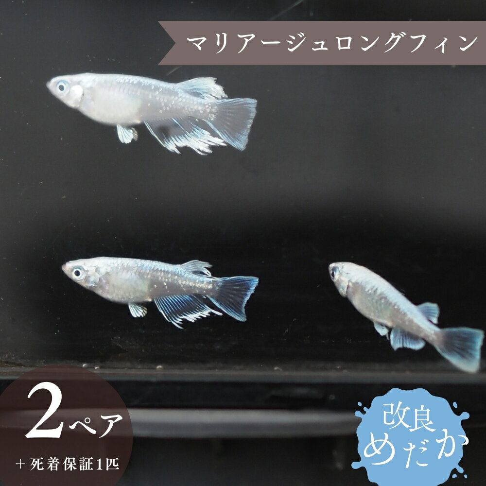 【ふるさと納税】改良めだか ［ マリアージュロングフィン ］(2ペア＋死着保証1匹） めだか メダカ めだか屋らん メダカ飼育 めだか飼育 観賞用