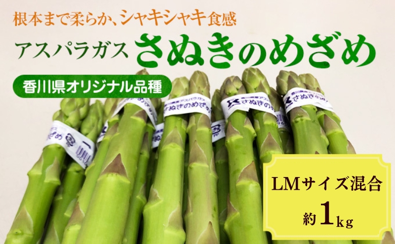 アスパラガス さぬきのめざめ 香川県産 国産 初物予約 約1kg Lサイズ Mサイズ 混合 香川県オリジナル品種 穂先から根元まで柔らかい サラダ 炒め物 天ぷら パスタ グリーンアスパラガス アスパラ 野菜 五色青果 香川 香川県 東かがわ市