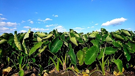 【先行予約】甲斐市産 八幡芋 Lサイズ 1.0kg  里芋 いも ミクニ農園