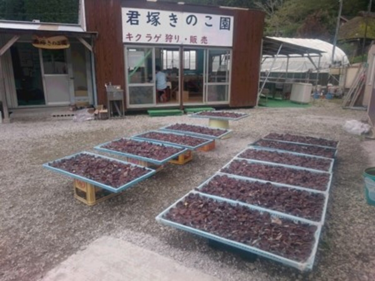 W01202 生きくらげ