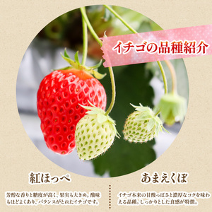 いちご ジャム あまえくぼ 紅ほっぺ 各2本 4本 ジャム ジャム ジャム ジャム ジャム 2025年1月発送開始
