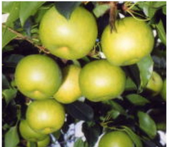 【2026年 先行予約】二十世紀梨 3kg 進物用｜鳥取 山根農園 梨 2026年収穫後【41064】