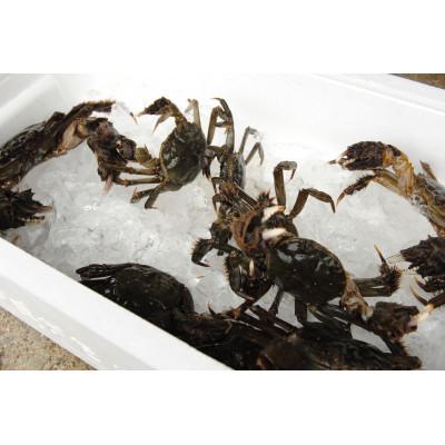 ふるさと納税 酒田市 生・天然モクズガニ 1箱(2kg以上) 12〜20匹 |  | 01