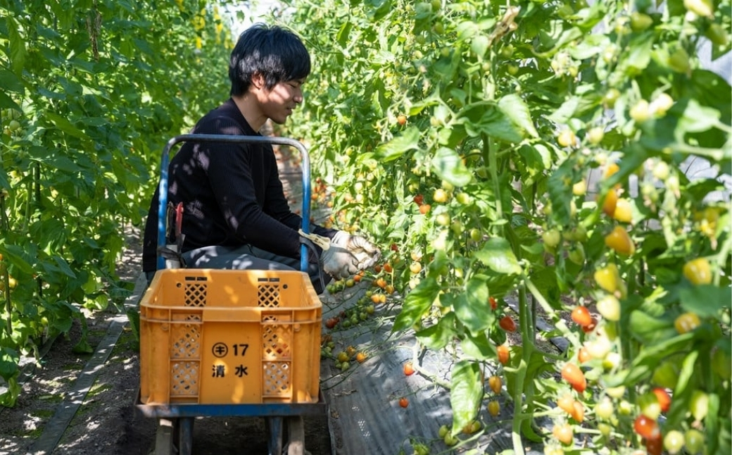 トマト きゅうりセット 計約2kg | とまと キュウリ tomato 胡瓜 国産 野菜 野菜セット 旬の野菜 野菜詰め合わせ 詰め合わせ つめあわせ 旬 季節限定 産直 産地直送 新鮮 採れたて 獲
