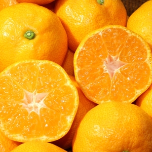 旬のフルーツ定期便（4回）【Z095】