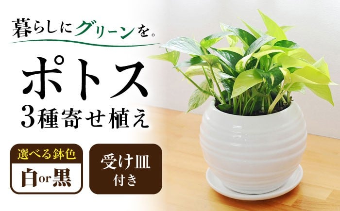 
            【選べるカラー】観葉植物 ポトス オウゴンカズラ 3種 寄せ植え ボール形 陶器 鉢植え  / 観葉 植物 インテリア おしゃれ プレゼント / 大村市 /琴花園[ACYK007]
          