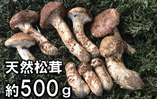 
                  【期間限定】岩手県産 天然松茸 約500ｇ(特大、開き、小の松茸混じり）大きさお任せ ご自宅用
                