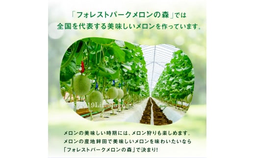 メロンの森　ほこたメロン（緑肉）　2個入り
