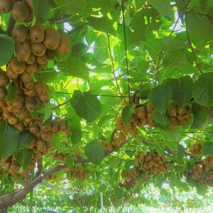 さぬきキウイっこ  キウイフルーツ 1.8kg【予約受付中！令和8年11月中旬頃より発送！】【A-114】