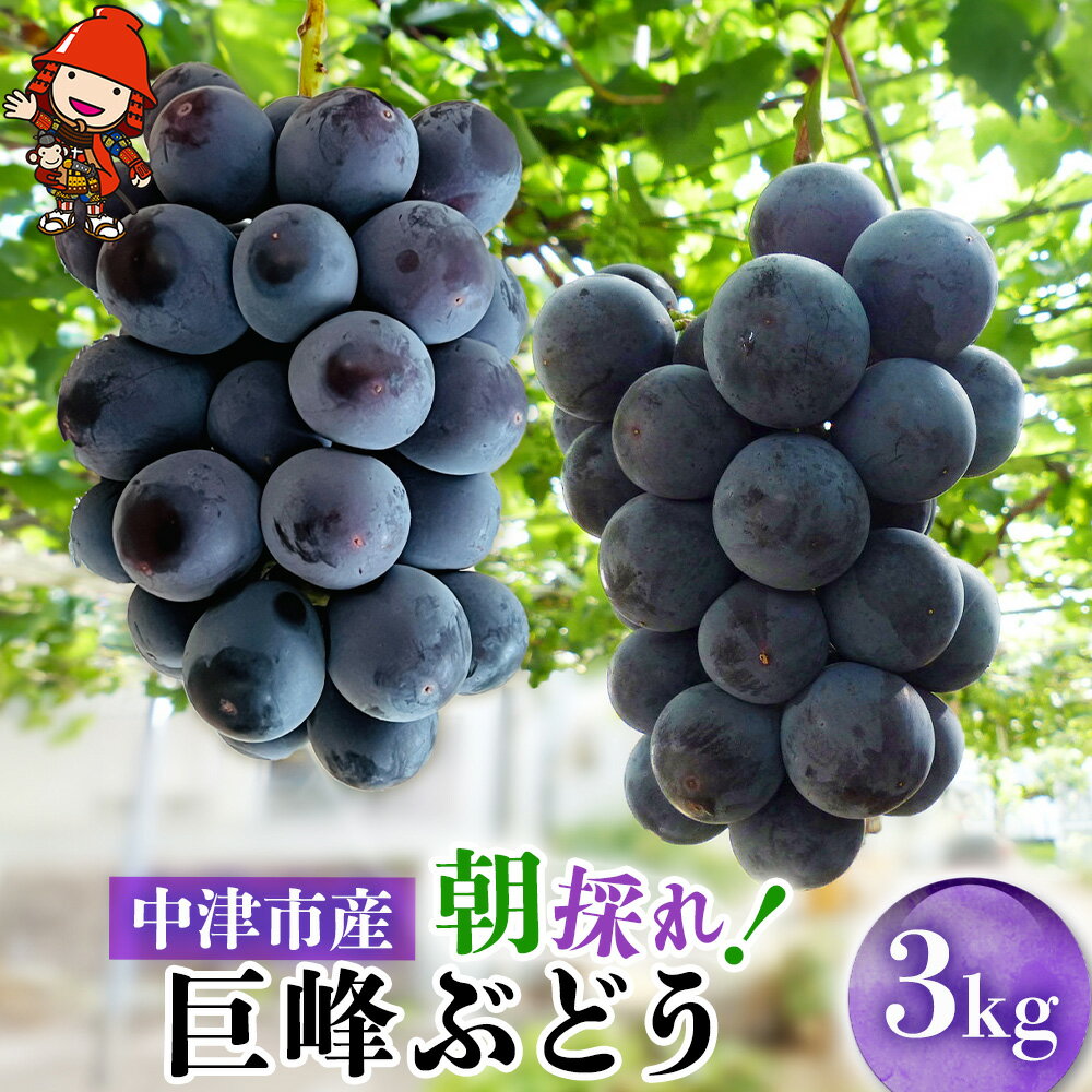 【ふるさと納税】【先行予約】大分県中津市産 巨峰ぶどう 3kg 種あり 中野観光ぶどう園 ブドウ ぶどう 葡萄果物 フルーツ くだもの 大分県産 九州産 中津市 国産 送料無料【発送：2025年8月お盆明け～2025年9月初旬頃の予定】