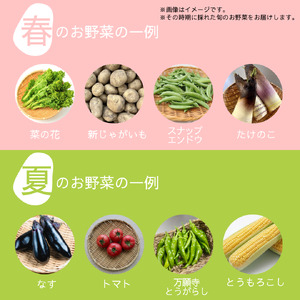 【定期便3回】【産地直送】旬のお野菜詰め合わせ 6～8種類 ( 京野菜 野菜 お野菜 やさい セット 野菜セット 詰め合わせ 詰め合わせセット 季節 旬 旬野菜 産地直送 栄養 安心 新鮮 おすすめ 