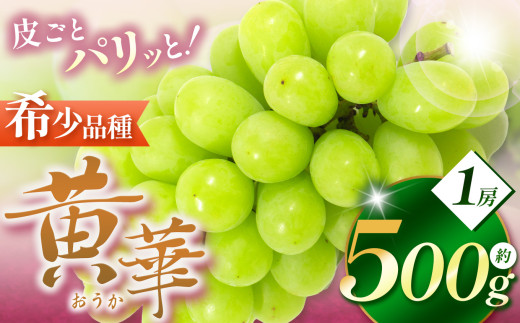 【先行受付】長野県松本市生まれの新品種 ぶどう 黄華(おうか) 1房 約500g｜黄華 長野県 信州 松本市 松本原産 松本発祥 果物 ぶどう マスカット フルーツ ブドウ  甘い 葡萄 種無し 新鮮 信州産 先行予約 シャインマスカット