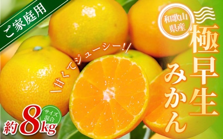 【家庭用】 森本農園の手選別 極早生みかん 約8kg 和歌山県産 2S~2Lサイズ混合 【北海道・沖縄・離島配送不可】【2025年10月上旬～下旬頃に順次発送】【BV-mrmt040】