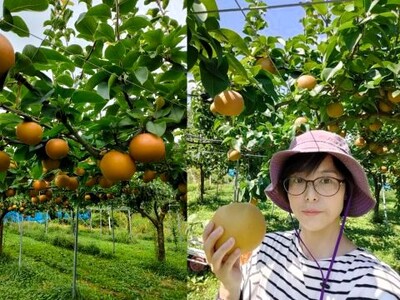 山形県産【樹上完熟】和梨（あきづき）２ｋｇ　ご家庭用　0140-2604