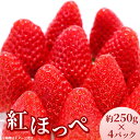 【ふるさと納税】【先行受付】紅ほっぺ 約250g×4パック　計約1kg〔P-221〕 | いちご イチゴ 苺 フルーツ 果物 デザート ストロベリー 那須 栃木県 那須町 ※2025年1月中旬頃より順次発送予定