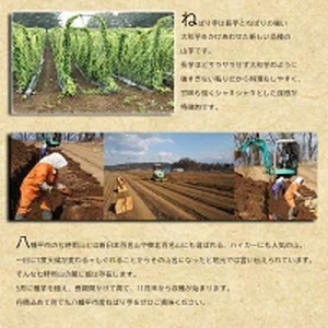 ＜12月上旬発送開始予定＞ 岩手県産 敦子さんが育てたねばり芋 6kg ／ 長いも 長芋 ながいも ねばり芋 ねばりいも 山芋 やまいも 山いも やま芋 農家直送 産地直送 とろろ とろろご飯 ご飯の