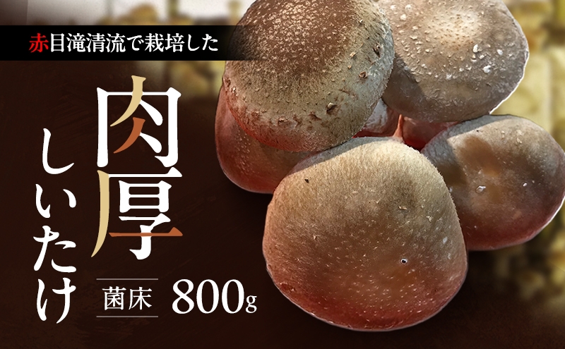 
                  赤目滝清流で栽培した肉厚しいたけ（菌床）800g　椎茸　三重県産
                