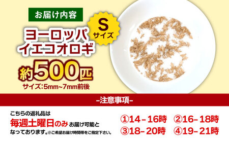 活きヨーロッパイエコオロギSサイズ500匹 BKBN004 コオロギ