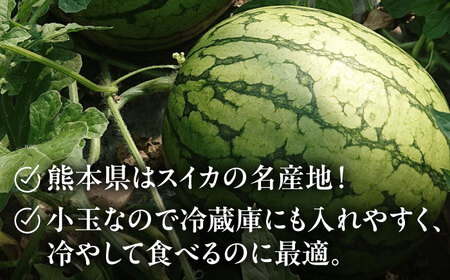 【数量限定】【先行予約】小玉 すいか 2玉【合同会社 福福堂】スイカ すいか 熊本スイカ 小玉スイカ 数量限定すいか 国産スイカ 熊本県産スイカ  [ZCN005]