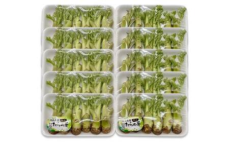 山菜の王様 鏡石の自然の恵み タラの芽 約500g（約50g×10） 山菜 野菜 食品 F6Q-470