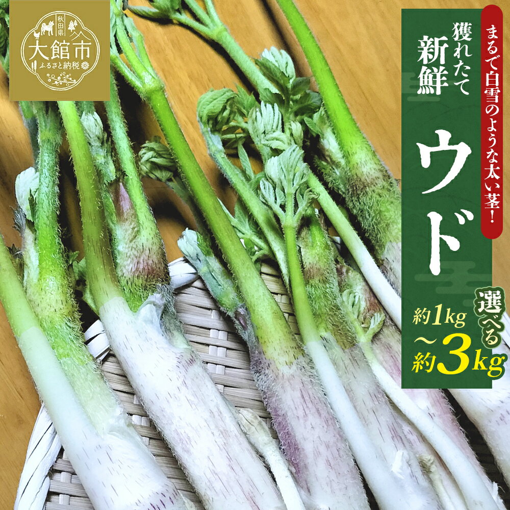【ふるさと納税】【選べる内容量！】ウド 約1000～3000g 北国の春の香りをお届けします　 【60P3228・120P3203・180P3204】 うど ウド 山菜 野菜 秋田県 大館市 ひない渡辺農園しどけ村
