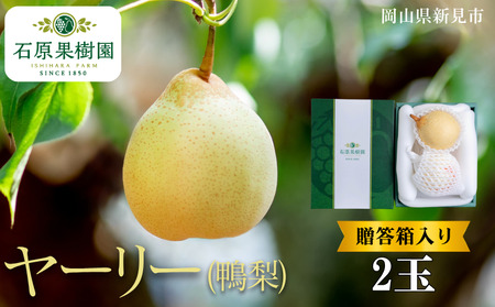 ヤーリー (鴨梨) 2玉 贈答箱【先行予約 2025年11月中旬から順次発送】