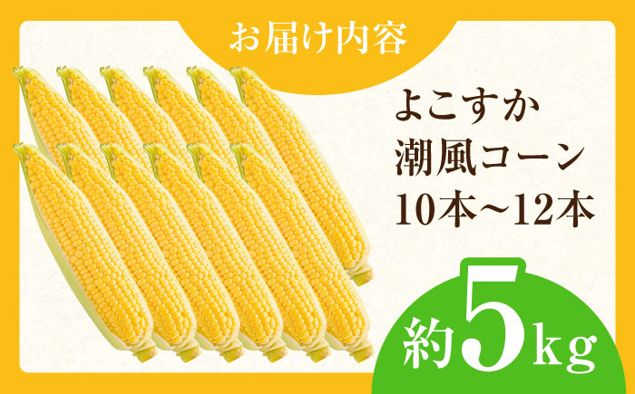 【先行予約】【数量限定100セット】よこすか潮風コーン 10本～12本 計約5kg 【井上農園】 [AKDJ002]