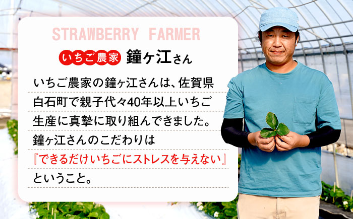 【先行予約】恋みのり・こころの色 220g×2パック（各1パック） / いちご / 佐賀県 / 鐘ヶ江農園 [41ASBK007]