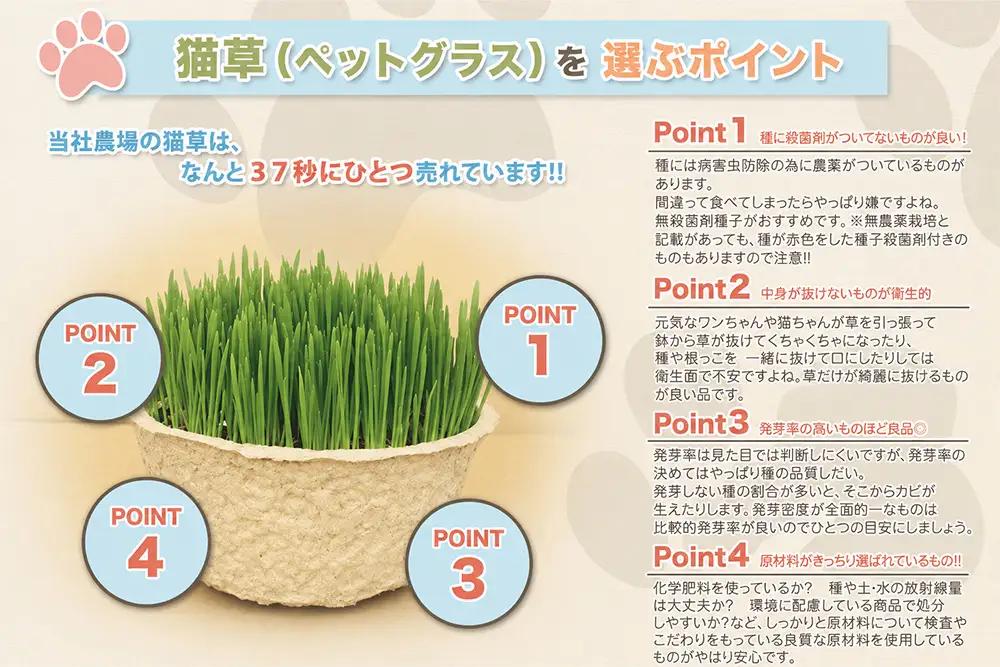 [定期便／2週間に1回 全12回] 猫草2鉢セット×12回 (計24鉢) [1198]