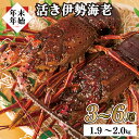 【ふるさと納税】長崎県産年末年始活き伊勢海老セット 海鮮 刺身 生食 味噌汁