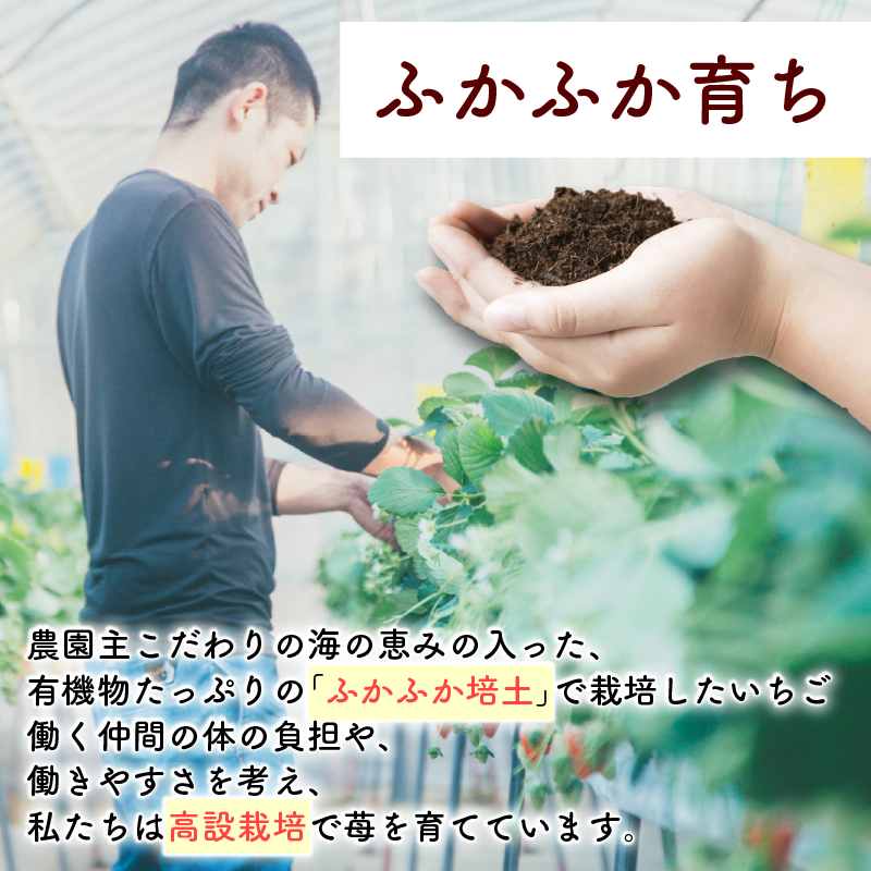 おかげさまです杉山農園のフリーズドライイチゴ　20g 朝摘み ドライ いちご ドライフルーツ 果物 いちご イチゴ 苺 フルーツ くだもの スイーツ デザート ストロベリー おやつ 完熟 直送 ギフト
